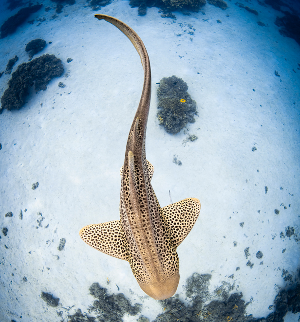 Photograph of shark taken by Jake Wilton