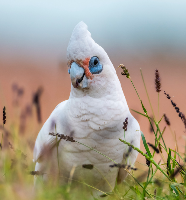 Up close photo of bird taken by Jake Wilton