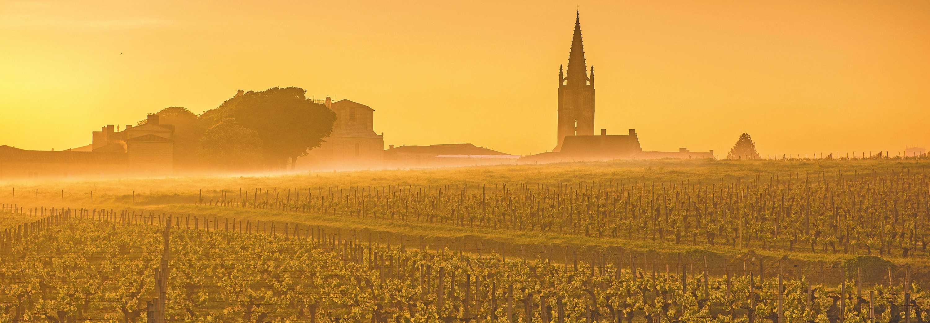 A peaceful vineyard landscape, where each vine tells a story of dedication, soil, and sunshine